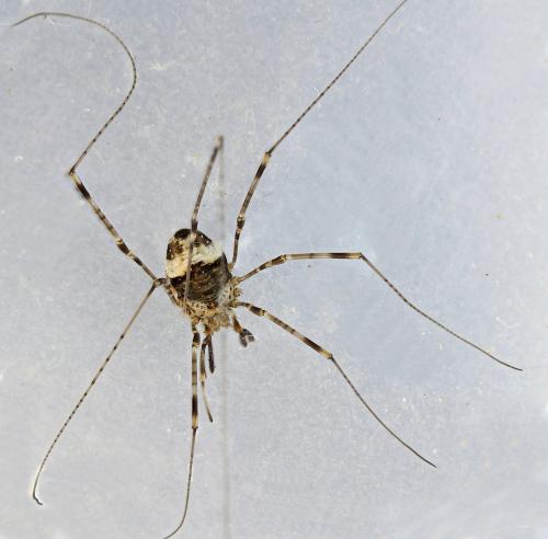 Dicranopalpus ramosus